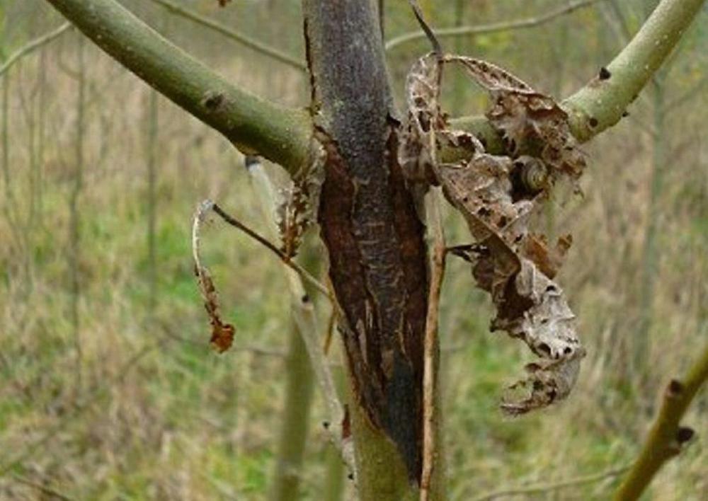 Wilting foliage and stem lesions are two of the signs of the dreaded chalara fraxinea, otherwise known as ‘Ash Dieback’.