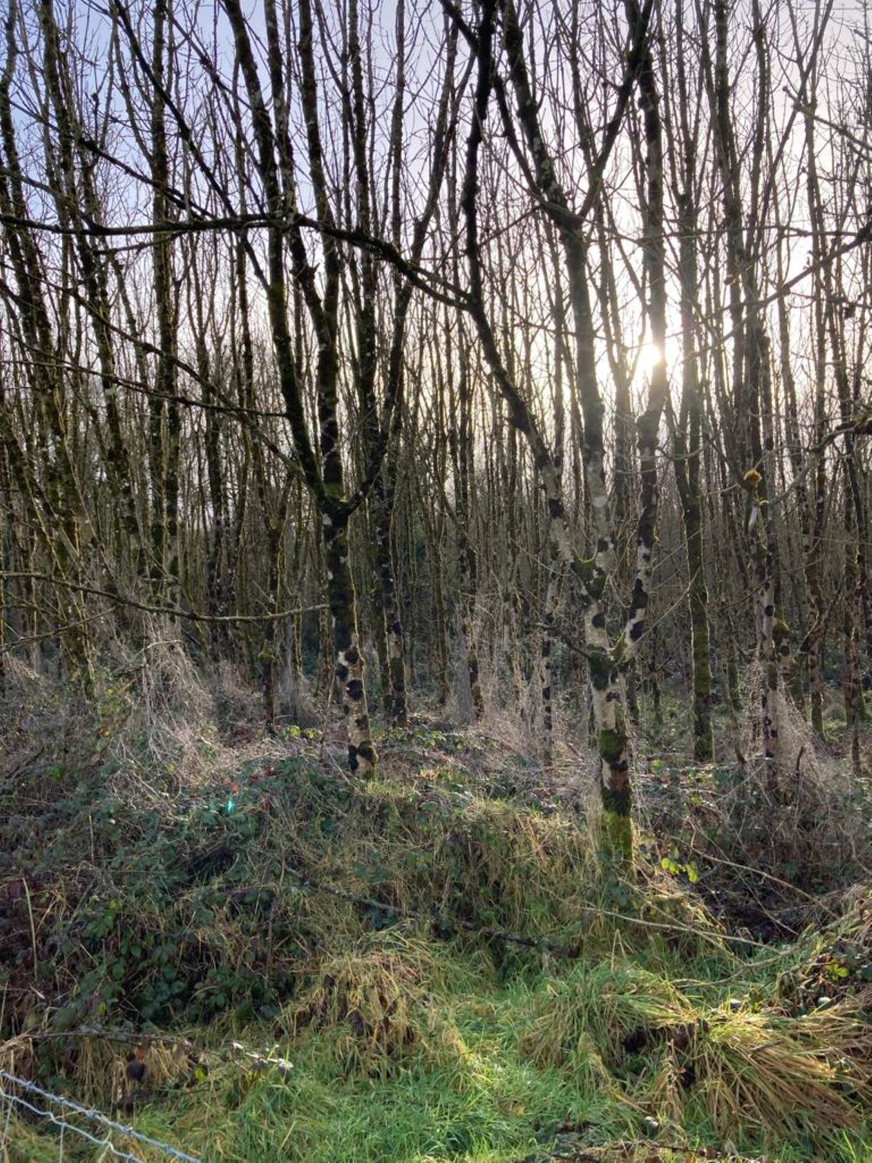 RTE News Ash Dieback Forestry Services Limited   Ash Dieback Resize 