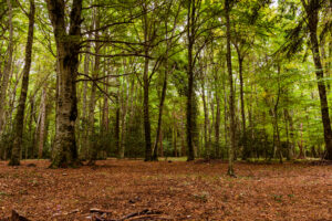 plant trees in Ireland