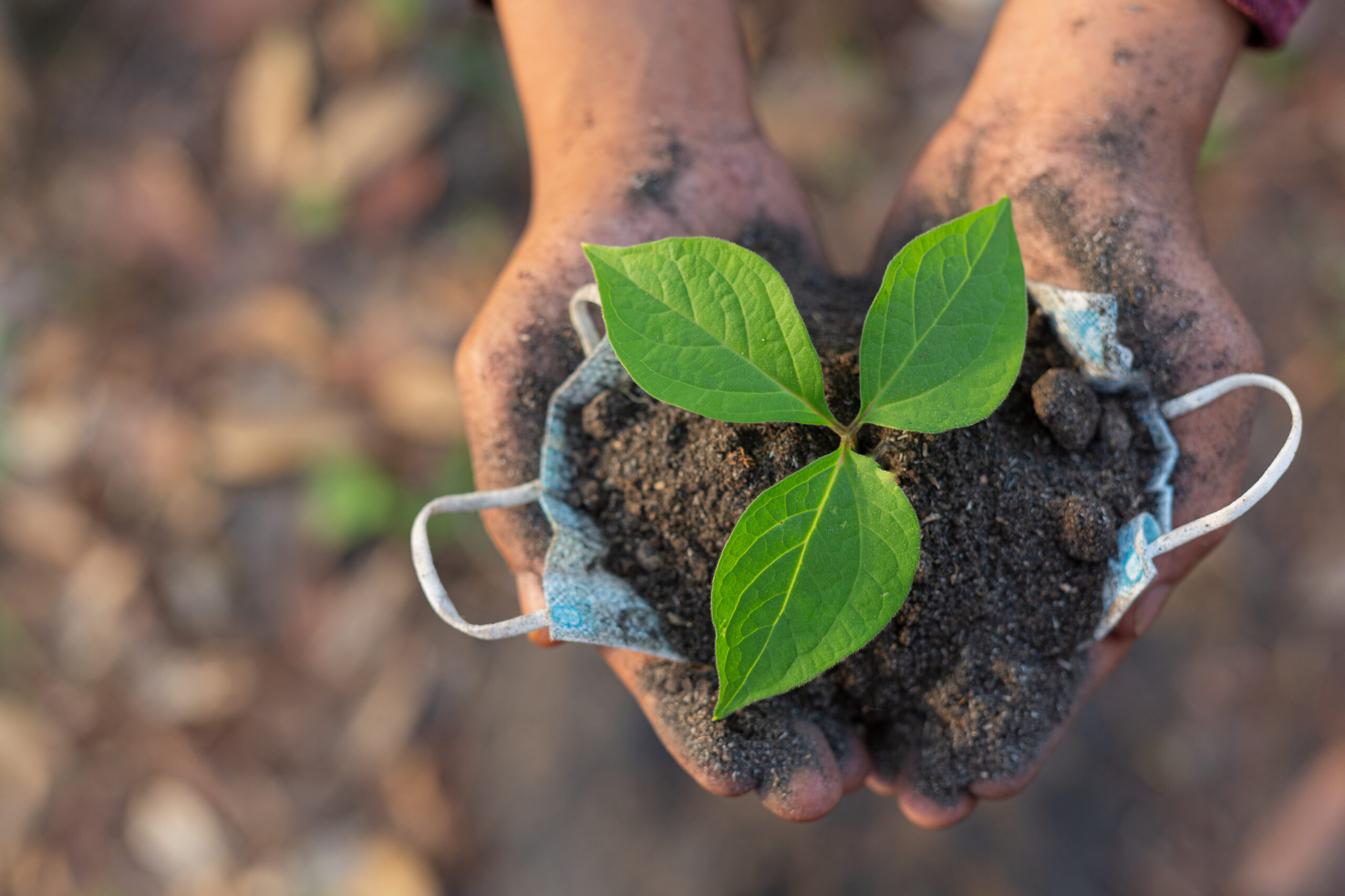 Planting trees on agricultural land