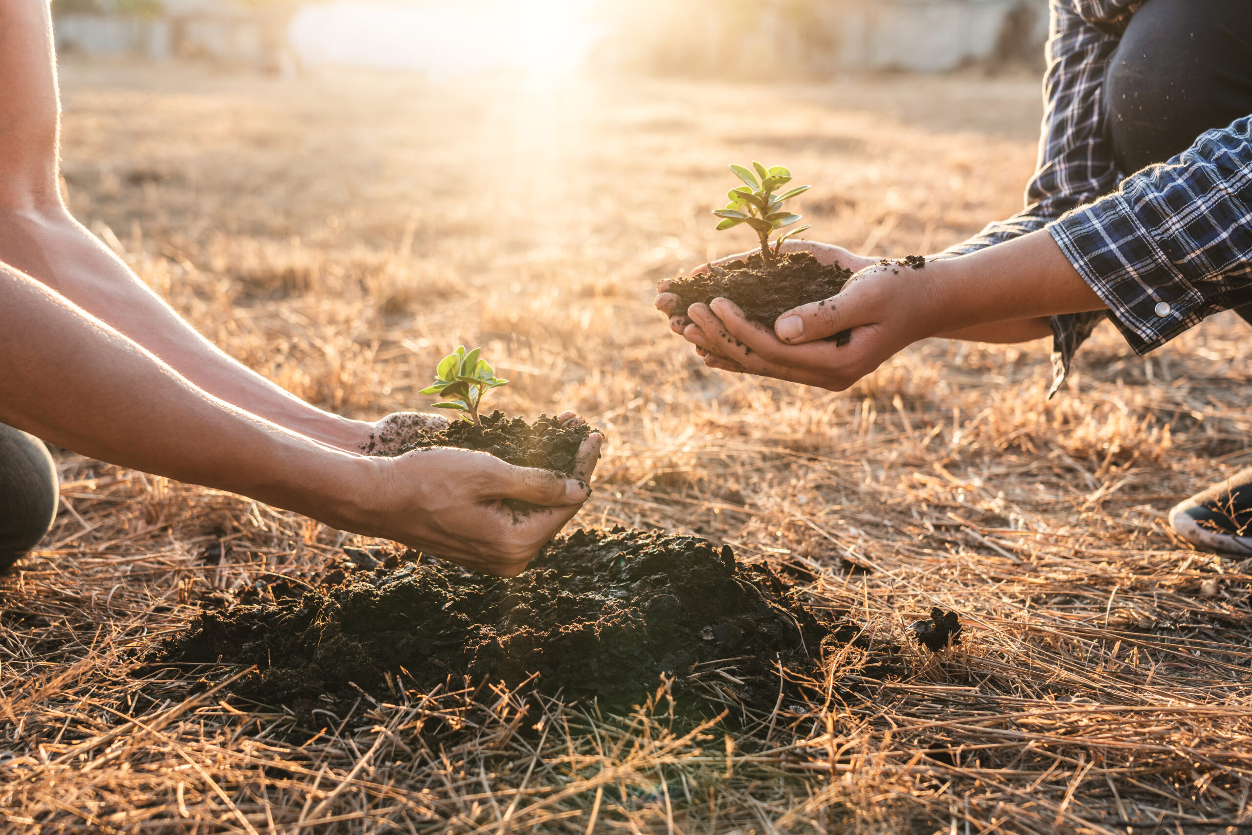 The 100 million trees project