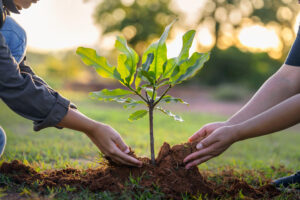 Planting trees on agricultural land